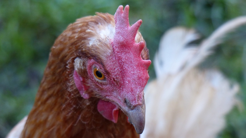 chick1.JPG