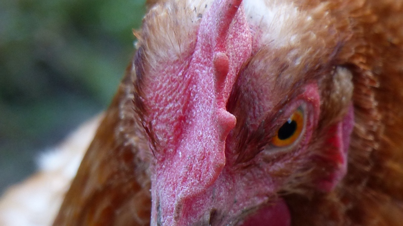 chick2.JPG