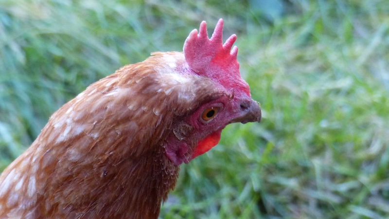 chick3.JPG