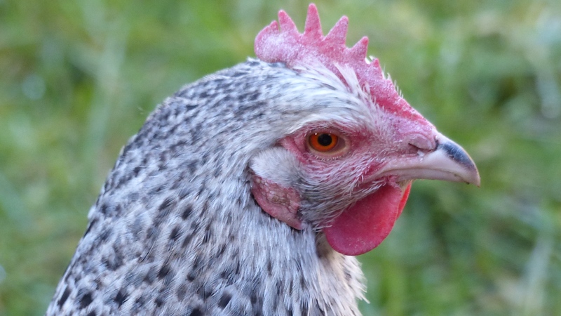 chick5.JPG