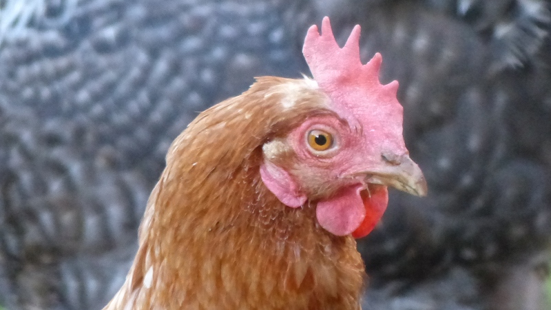 chick6.JPG