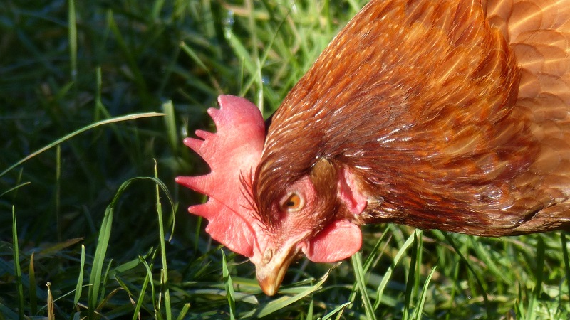 chick7.JPG