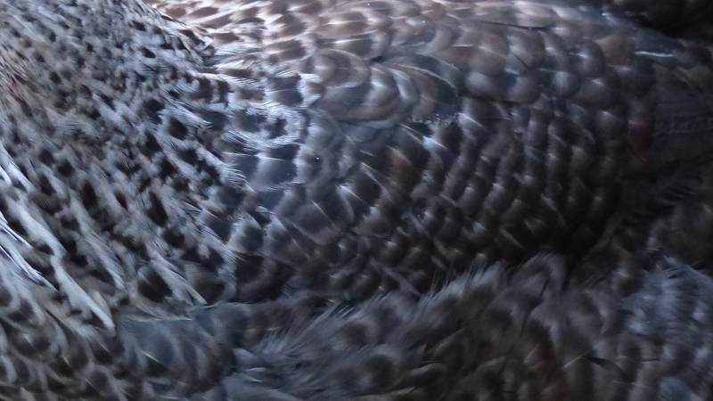 chick8.JPG