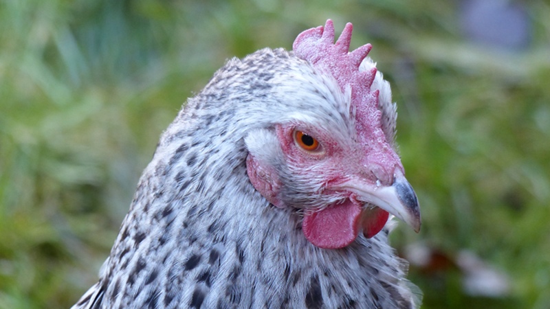 chick9.JPG