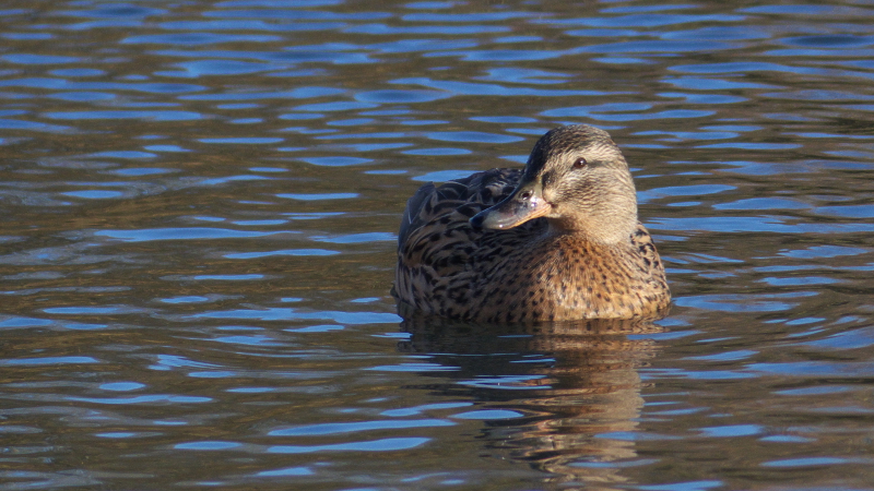 kgmallard.jpg