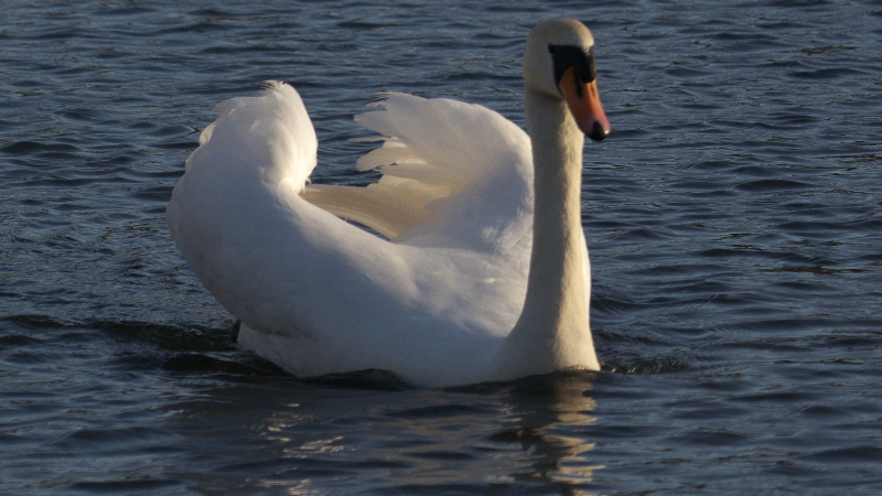 kgswan3.jpg