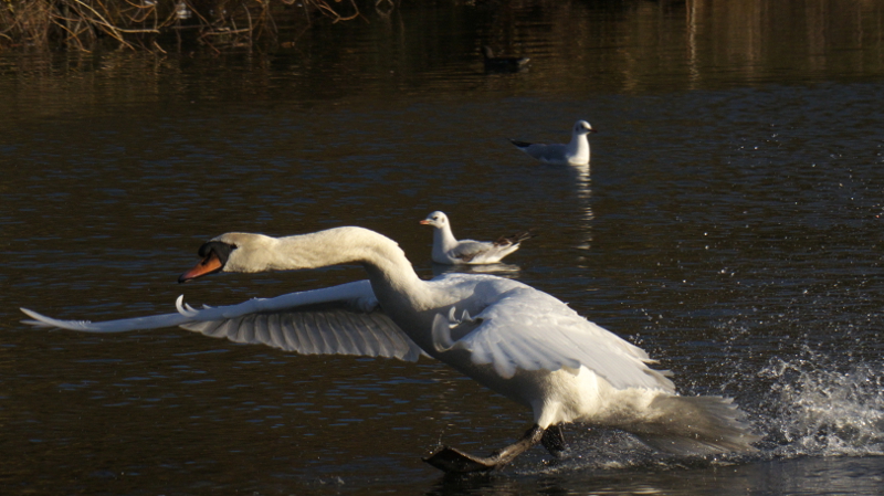 kgswan4.jpg