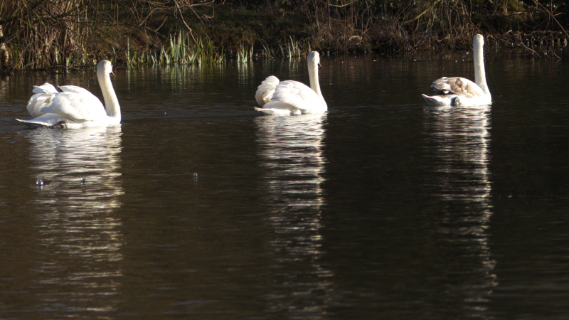 kgswans.jpg