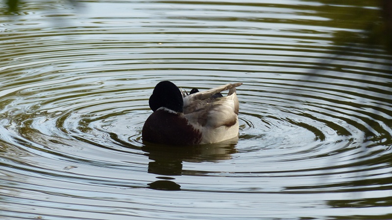mallard2.JPG