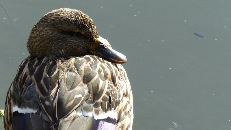 mallard3.JPG