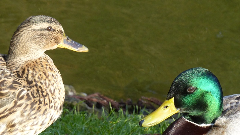 mallard4.JPG