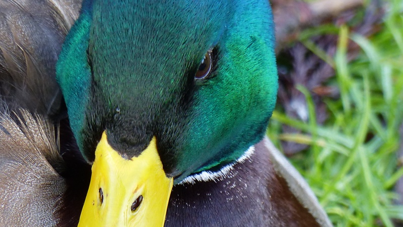 mallard5.JPG