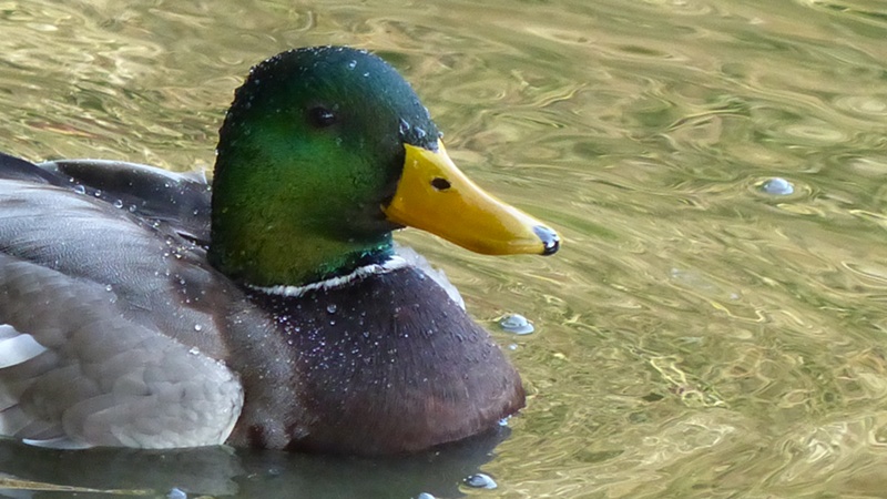 mallard7.JPG