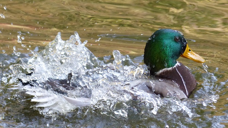 mallard8.JPG