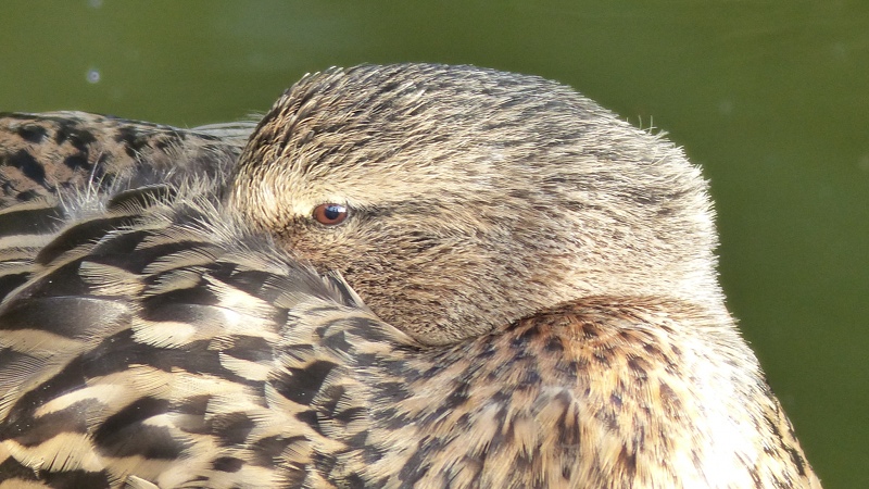 mallard9.JPG
