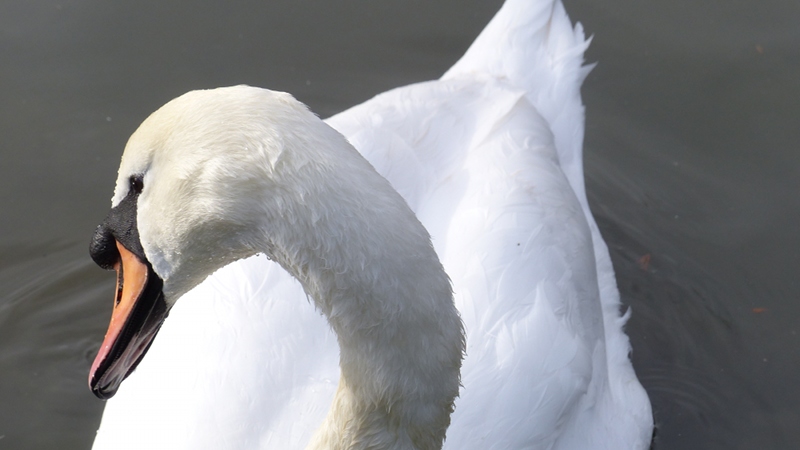 swan1.JPG
