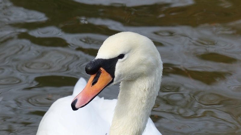 swan2.JPG