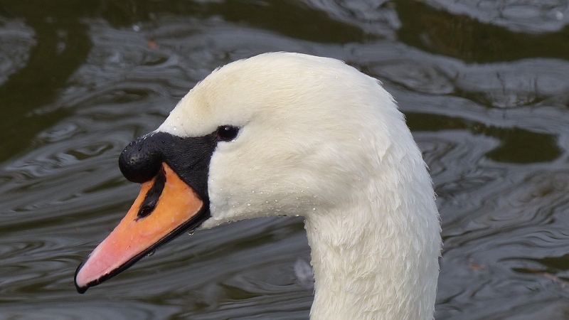 swan3.JPG