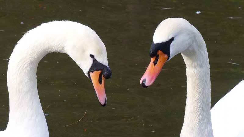 swan4.JPG