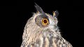 Owls
