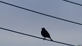 bbirdwire