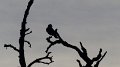 bird1