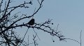 bird10