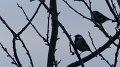 bird11