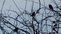 bird13