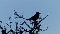 bird16