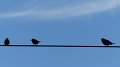 bird2
