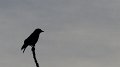 bird3