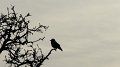 bird5