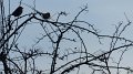 bird7