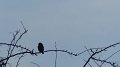 bird9
