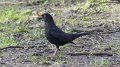 blackbird1