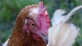 chick1