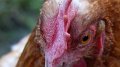 chick2