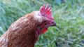 chick3