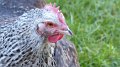 chick4