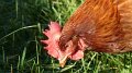 chick7