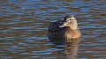 kgmallard