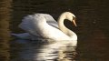 kgswan