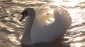kgswan1