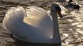 kgswan2