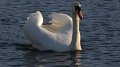kgswan3