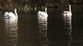 kgswans