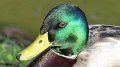 mallard1