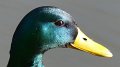 mallard10