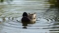 mallard2